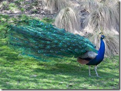 peacock