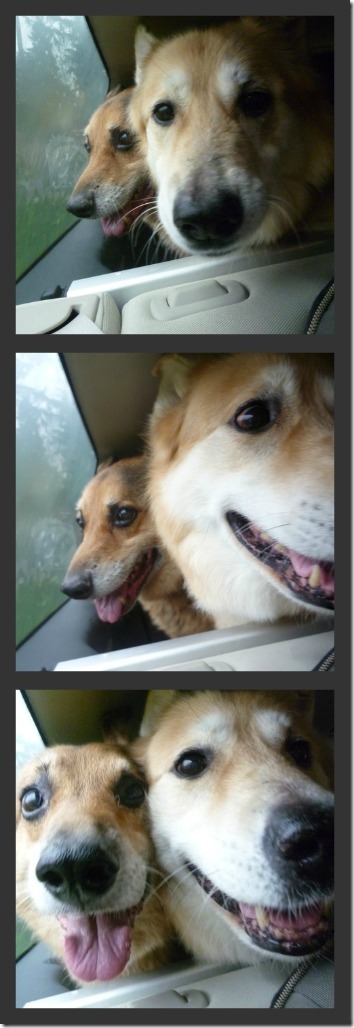 Rosy and Dexter collage