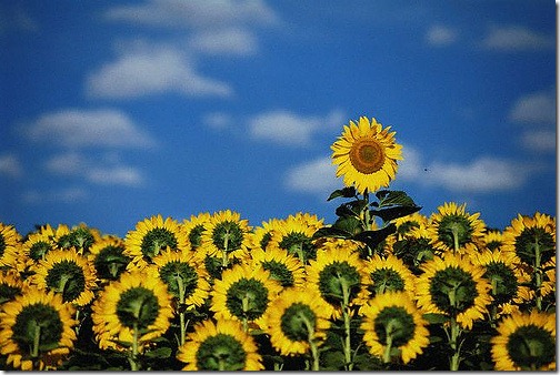 independent sunflower