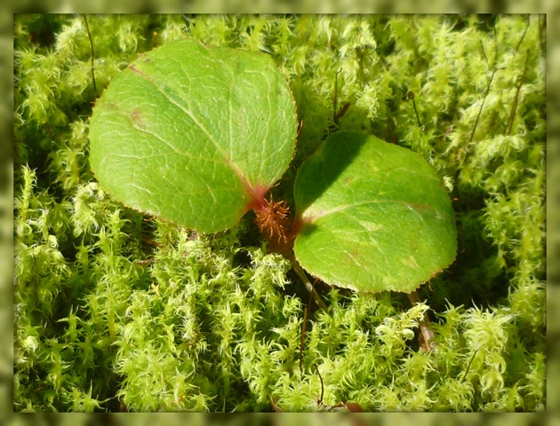 Moss with Salal 