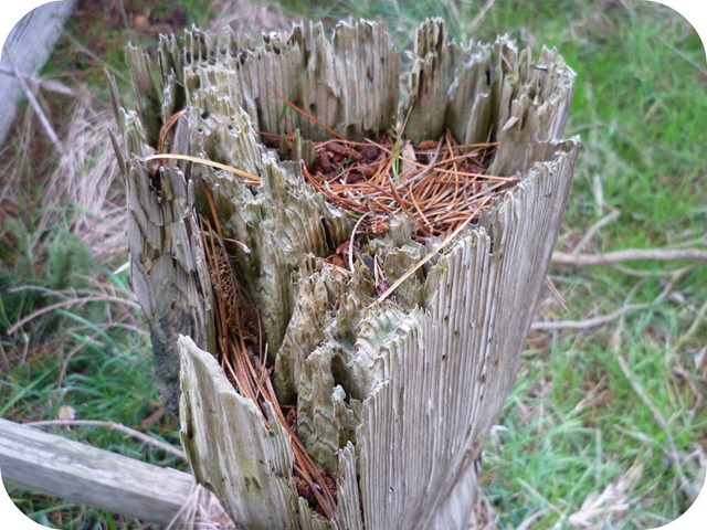 Wooden fence post