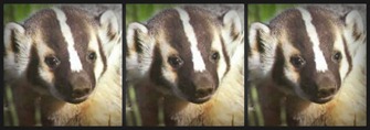 Collage of Bathroom Badgers