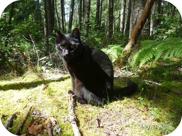 Delilah in the forest