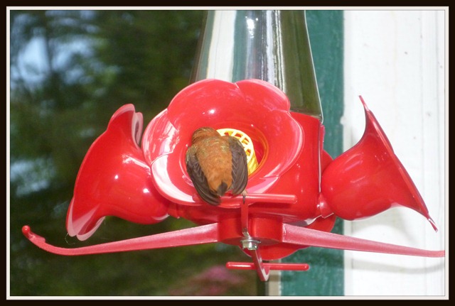 Humming Bird Drinking