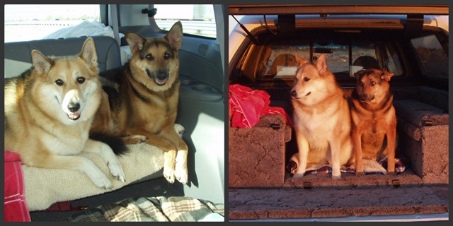 Rosy and Dexter Collage