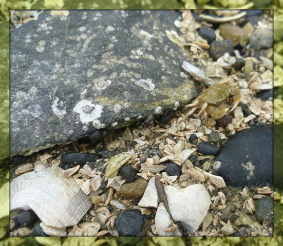 Field Trip Brown Crab