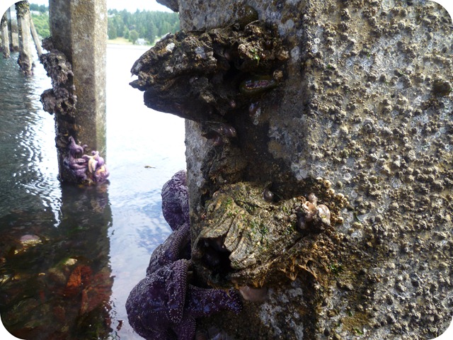 Low tide big barnacles 