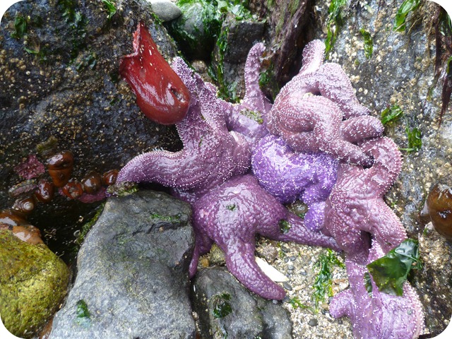 Low tide purple sea star cluster