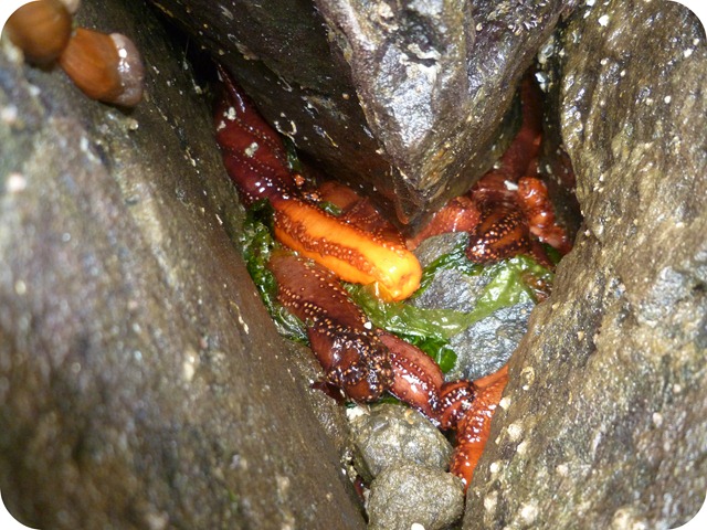 Low tide sea cucumbers