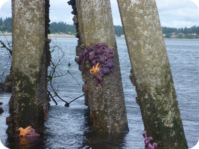 Low tide sea stars under bridge