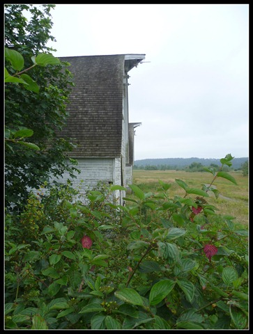 Nisqually Barn 3