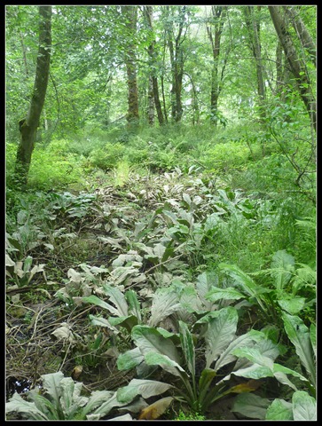Nisqually Skunk Cabbage