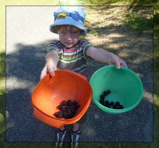 SS Carter berry picking