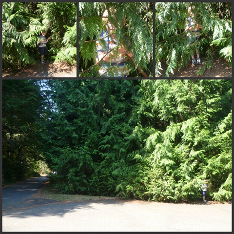 Ceder tree bus stop Collage