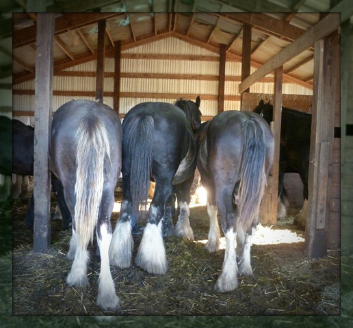Shire Horses