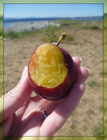 Yummy Plum