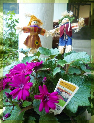 Annual Plant with Scarecrows