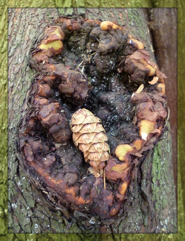 Bits of Fall - pinecone in Madrona tree