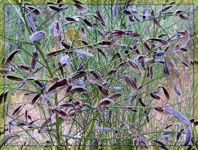 Bits of Fall - Scotch Broom seedpods 