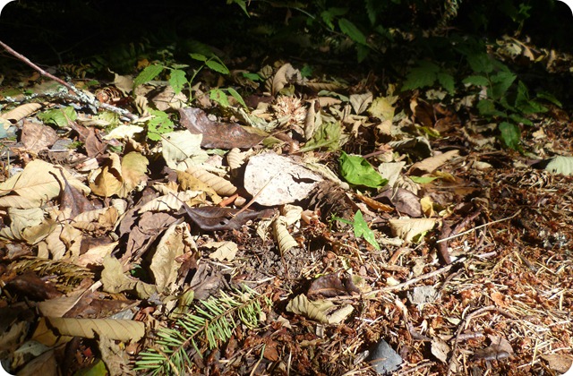 Dance Floor of Nature