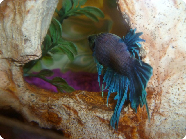 Raggedy Fins and Rough Rocks