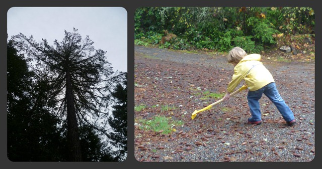 Raking pinecone collage