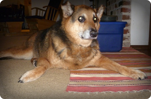 Dexter guilty as sin