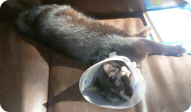 Delilah and the cone of shame