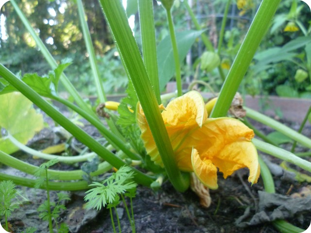 Summer squash 1