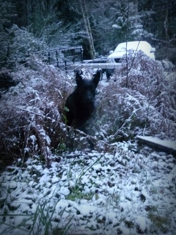 Snowday Haley leaping