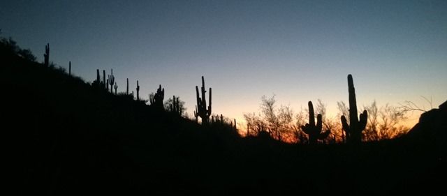 home desert botanical at night