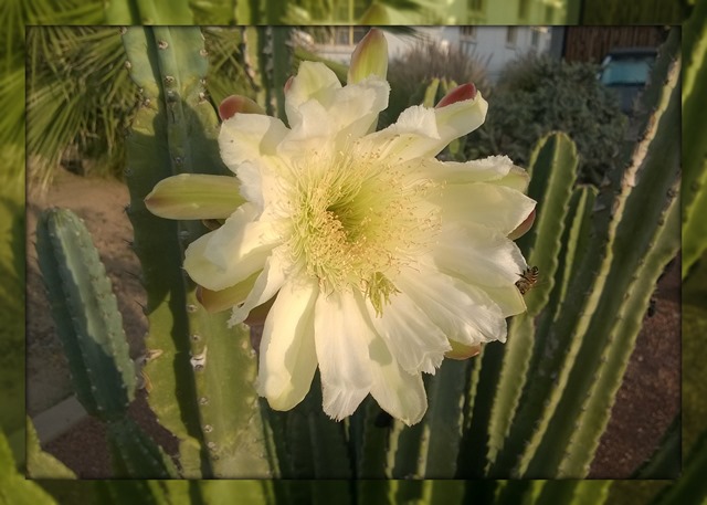 Desert Flower with bee