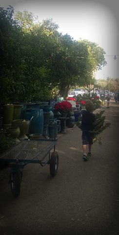 Carter carrying the tree