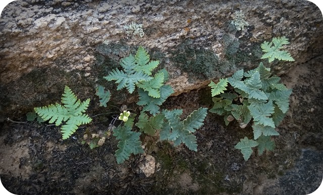 Small Plants in Rock Crack