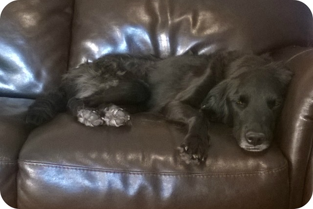 No Dogs on the Couch