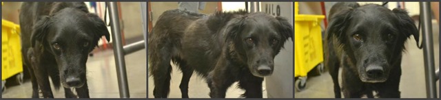 Rescue Sasha Collage