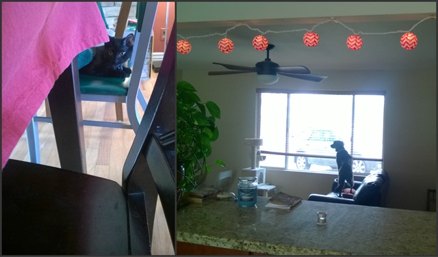 The Pets help out too Collage