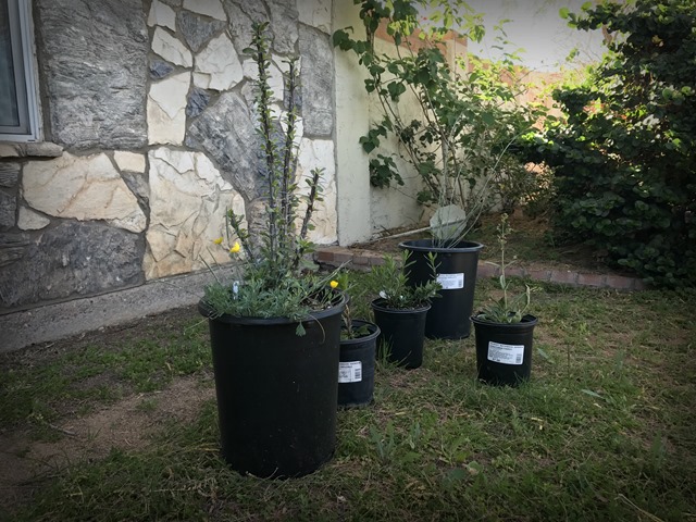 Oscar with his friends