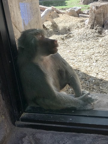 Sleeping Monkey